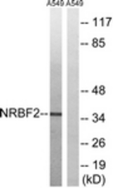 Western blot of extracts from A549 cells, using NRBF2 Antibody. The lane on the right is treated with the synthesized peptide.
