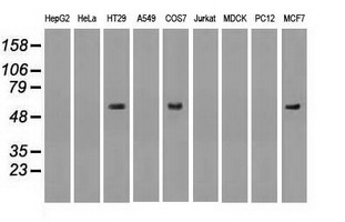 Western blot of extracts (35 ug) from 9 different cell lines by using anti-anti-NRBP1monoclonal antibody.