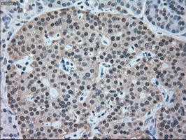 IHC of paraffin-embedded pancreas tissue using anti-NRBP1 mouse monoclonal antibody. (Dilution 1:50).