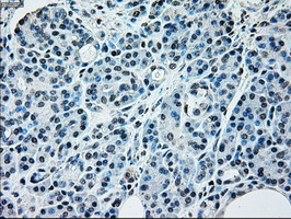 IHC of paraffin-embedded pancreas tissue using anti-NRBP1 mouse monoclonal antibody. (Dilution 1:50).