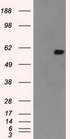 HEK293T cells were transfected with the pCMV6-ENTRY control (Left lane) or pCMV6-ENTRY NRBP1 (Right lane) cDNA for 48 hrs and lysed. Equivalent amounts of cell lysates (5 ug per lane) were separated by SDS-PAGE and immunoblotted with anti-NRBP1.