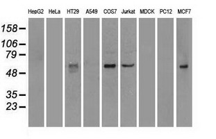 Western blot of extracts (35 ug) from 9 different cell lines by using anti-anti-NRBP1monoclonal antibody.