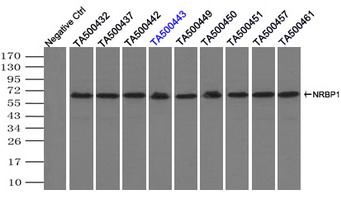 Immunoprecipitation(IP) of NRBP1 by using monoclonal anti-NRBP1 antibodies (Negative control: IP without adding anti-NRBP1 antibody.). For each experiment, 500ul of DDK tagged NRBP1 overexpression lysates (at 1:5 dilution with HEK293T lysate), 2 ug of anti-NRBP1 antibody and 20ul (0.1 mg) of goat anti-mouse conjugated magnetic beads were mixed and incubated overnight. After extensive wash to remove any non-specific binding, the immuno-precipitated products were analyzed with rabbit anti-DDK polyclonal antibody.
