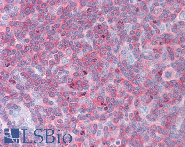 Anti-NRBP1 / NRBP antibody IHC staining of human tonsil. Immunohistochemistry of formalin-fixed, paraffin-embedded tissue after heat-induced antigen retrieval.