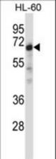 NRBP1 Antibody western blot of HL-60 cell line lysates (35 ug/lane). The NRBP1 antibody detected the NRBP1 protein (arrow).