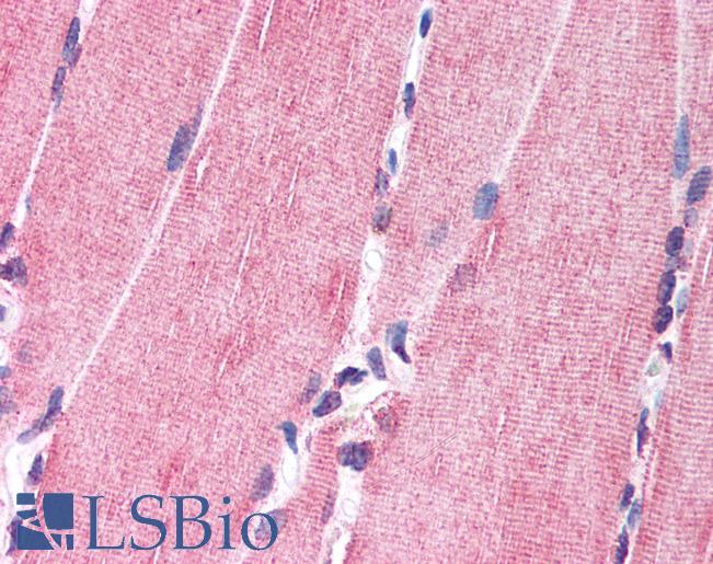 Anti-NRG1 antibody LS-A9687 IHC of human skeletal muscle. Immunohistochemistry of formalin-fixed, paraffin-embedded tissue after heat-induced antigen retrieval.