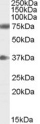 Antibody (0.3 ug/ml) staining of Human Brain (Cerebellum) lysate (35 ug protein in RIPA buffer). Primary incubation was 1 hour. Detected by chemiluminescence.