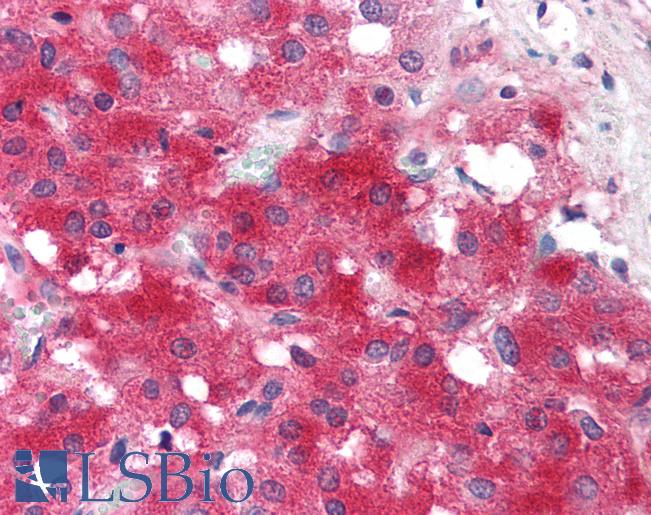 Anti-NRG3 antibody IHC of human adrenal medulla. Immunohistochemistry of formalin-fixed, paraffin-embedded tissue after heat-induced antigen retrieval. Antibody LS-B107 concentration 20 ug/ml.
