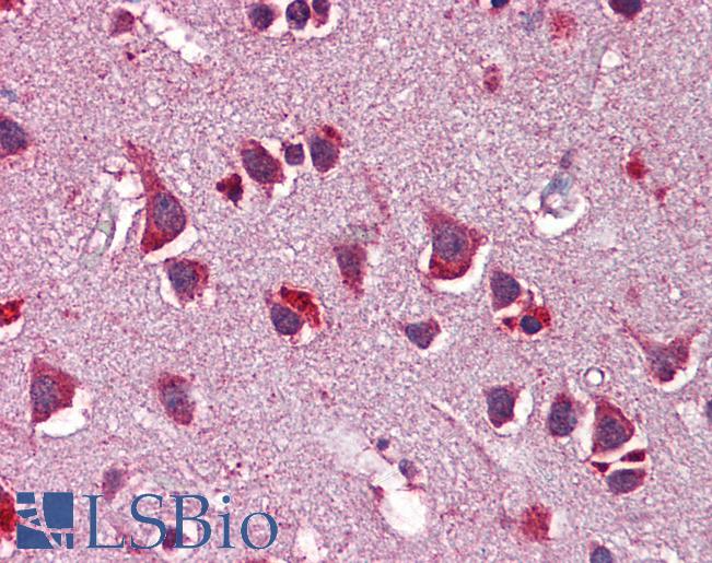 Anti-NRG3 antibody IHC of human brain, cortex. Immunohistochemistry of formalin-fixed, paraffin-embedded tissue after heat-induced antigen retrieval. Antibody LS-B5783 concentration 5 ug/ml.