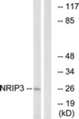 Western blot of extracts from COLO cells, using NRIP3 Antibody. The lane on the right is treated with the synthesized peptide.