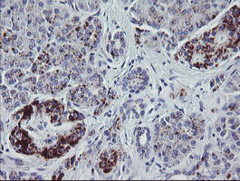 IHC of paraffin-embedded Human pancreas tissue using anti-NRIP3 mouse monoclonal antibody. (Heat-induced epitope retrieval by 10mM citric buffer, pH6.0, 100C for 10min).
