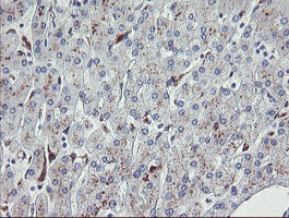 IHC of paraffin-embedded Human liver tissue using anti-NRIP3 mouse monoclonal antibody. (Heat-induced epitope retrieval by 10mM citric buffer, pH6.0, 100C for 10min).