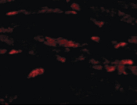 Immunofluorescence of Neuritin in Mouse Heart cells with Neuritin antibody at 20 ug/ml.