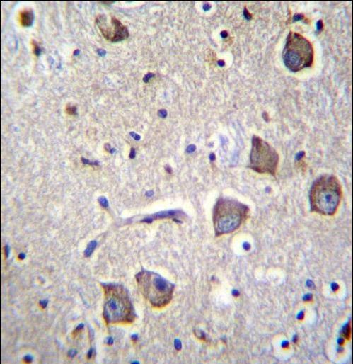NRN1L Antibody immunohistochemistry of formalin-fixed and paraffin-embedded human brain tissue followed by peroxidase-conjugated secondary antibody and DAB staining.