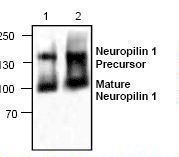 Western blot of NRP1 / Neuropilin 1 antibody LS-C146995.
