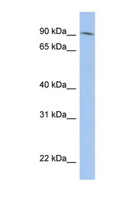 LRRC33 antibody LS-C111744 Western blot of PANC1 cell lysate.