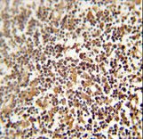 LRRC33 antibody immunohistochemistry of formalin-fixed and paraffin-embedded human lymph node followed by peroxidase-conjugated secondary antibody and DAB staining.