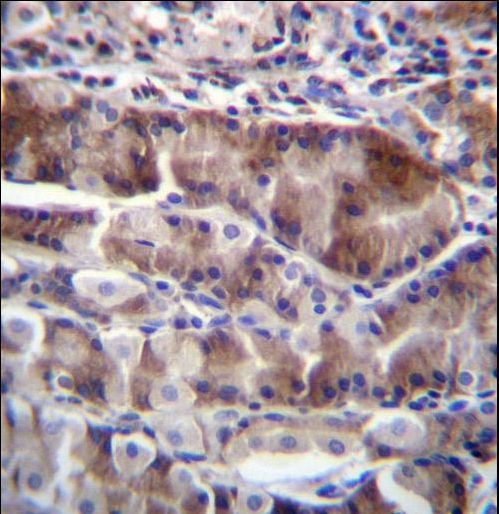 NRSN2 Antibody immunohistochemistry of formalin-fixed and paraffin-embedded human stomach tissue followed by peroxidase-conjugated secondary antibody and DAB staining.