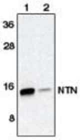 Western blot of neuturin antibody (LS-C26633) on HeLa cell lysate containing 10 (1) and 2.5 (2) ng of full length recombinant neuturin.