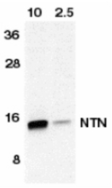 Western blot of NTN in HeLa cell lysate containing 10 or 2.5 ng of full length recombinant NTN with anti-neuturin at 1:500.
