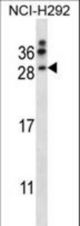 NRTN Antibody western blot of NCI-H292 cell line lysates (35 ug/lane). The NRTN antibody detected the NRTN protein (arrow).
