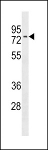 NRXN3 Antibody western blot of CEM cell line lysates (35 ug/lane). The NRXN3 antibody detected the NRXN3 protein (arrow).