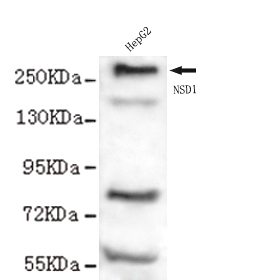 NSD1-M antibody at 1/1000 dilution + HepG2 whole cell lysate.
