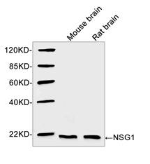 Western blot of tissue lysates using 1 ug/ml Rabbit Anti-NSG1 Polyclonal Antibody. The signal was developed with IRDye 800 Conjugated Goat Anti-Rabbit IgG. Predicted Size: 21 KD. Observed Size: 21 KD.