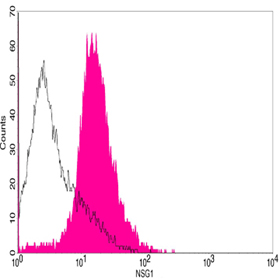 Flow cytometry of Ramos cells using NSG1 Antibody, pAb, Rabbit (shaded histogram). or with an isotype control antibody (open histogram), followed by R-PE conjugated anti-rabbit IgG.