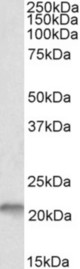 D4S234E antibody (0.1 ug/ml) staining of fetal Mouse Brain lysate (35 ug protein in RIPA buffer). Primary incubation was 1 hour. Detected by chemiluminescence.