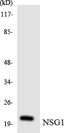 Western blot of the lysates from K562 cells using NSG1 antibody.