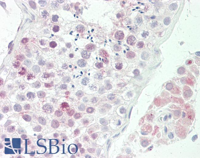 Anti-NSG1 antibody IHC staining of human testis. Immunohistochemistry of formalin-fixed, paraffin-embedded tissue after heat-induced antigen retrieval. Antibody LS-B10037 concentration 5 ug/ml.