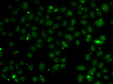 Immunofluorescence blot of A549 cell using NSL1 antibody.