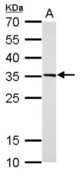 DC8 antibody detects NSL1 protein by Western blot analysis. A. 30 ug Rat2 whole cell lysate/extract. 12 % SDS-PAGE. DC8 antibody dilution:1:1000