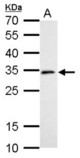 DC8 antibody detects NSL1 protein by Western blot analysis. A. 30 ug C8D30 whole cell lysate/extract. 12 % SDS-PAGE. DC8 antibody dilution:1:1000