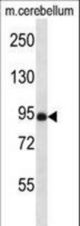 NSMAF Antibody western blot of mouse cerebellum tissue lysates (35 ug/lane). The NSMAF antibody detected the NSMAF protein (arrow).