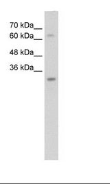 HepG2 Cell Lysate