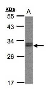 Sample (30 ug whole cell lysate). A: Raji . 12% SDS PAGE. NSMCE1 antibody diluted at 1:2000