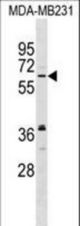 NELF Antibody western blot of MDA-MB231 cell line lysates (35 ug/lane). The NELF antibody detected the NELF protein (arrow).