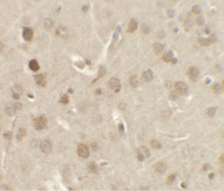 Immunohistochemistry of NELF in rat brain tissue with NELF antibody at 2.5 ug/ml.