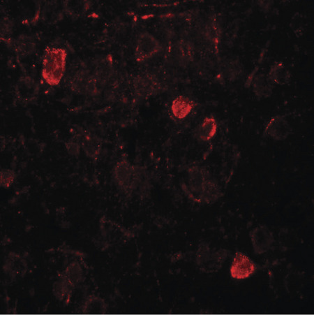 Immunofluorescence of NELF in rat brain tissue with NELF antibody at 20 ug/ml.