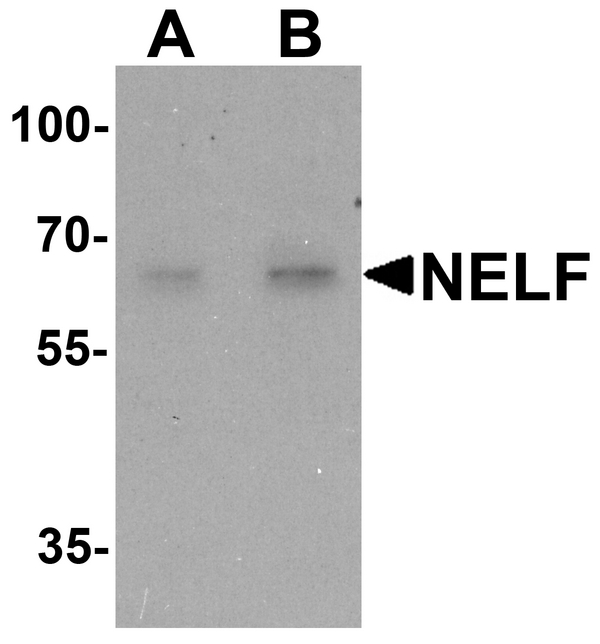 Western blot analysis of NELF in HeLa cell lysate with NELF antibody at (A) 1 and (B) 2 ug/ml.