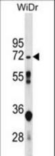 NT5C2 Antibody western blot of WiDr cell line lysates (35 ug/lane). The NT5C2 antibody detected the NT5C2 protein (arrow).