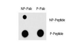 Dot blot of Phospho-MEF2C-T300 Antibody and MEF2C Non Phospho-specific antibody on nitrocellulose membrane. 50ng of Phospho-peptide or Non Phospho-peptide per dot were adsorbed. Antibody working concentrations are 0.5ug per ml.