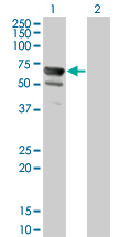 Western blot of NT5C2 expression in transfected 293T cell line by NT5C2 monoclonal antibody (M02), clone 3C1.