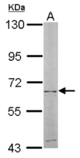 Sample (50 ug of whole cell lysate). A: mouse liver. 7.5% SDS PAGE. NT5C2 antibody diluted at 1:500.