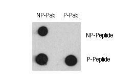 Dot blot of anti-Phospho-MEF2C-pS387 Antibody and anti-MEF2C Non Phospho-specific antibody on nitrocellulose membrane. 50ng of Phospho-peptide or Non Phospho-peptide per dot were adsorbed. Antibody working concentrations are 0.5ug per ml.