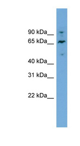 NT5DC2 antibody LS-C116326 Western blot of HT1080 cell lysate.