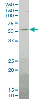 MEF2D monoclonal antibody (M01), clone 4D6 Western Blot analysis of MEF2D expression in K-562.