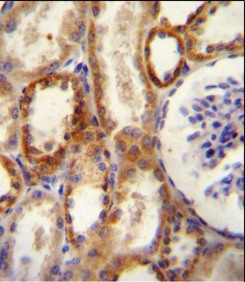 CD73 (NT5E) Antibody immunohistochemistry of formalin-fixed and paraffin-embedded human kidney tissue followed by peroxidase-conjugated secondary antibody and DAB staining.